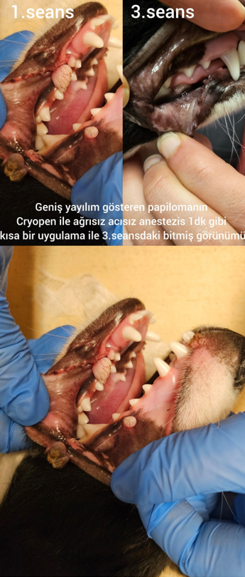 kedi-2