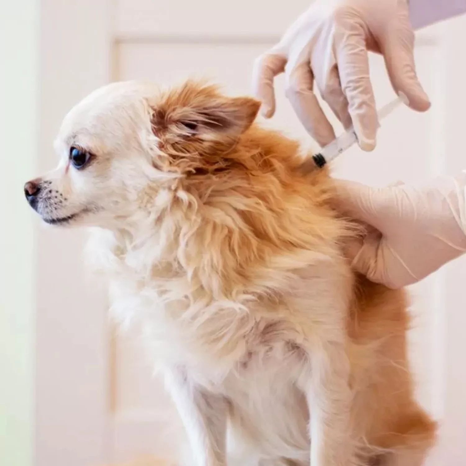 Enfeksiyon Hastalıkları