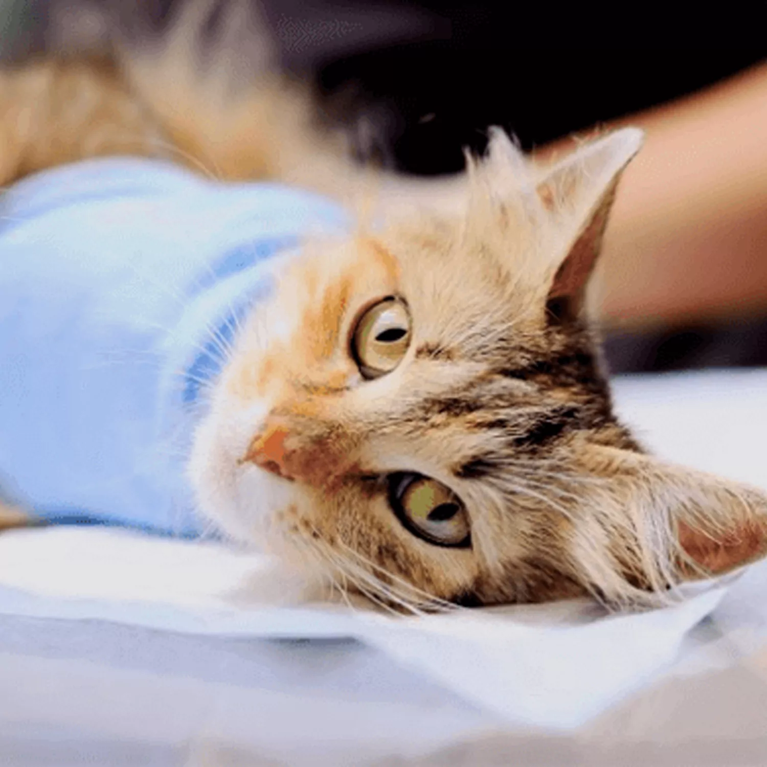 Genel Cerrahi (Yumuşak Doku Cerrahisi)