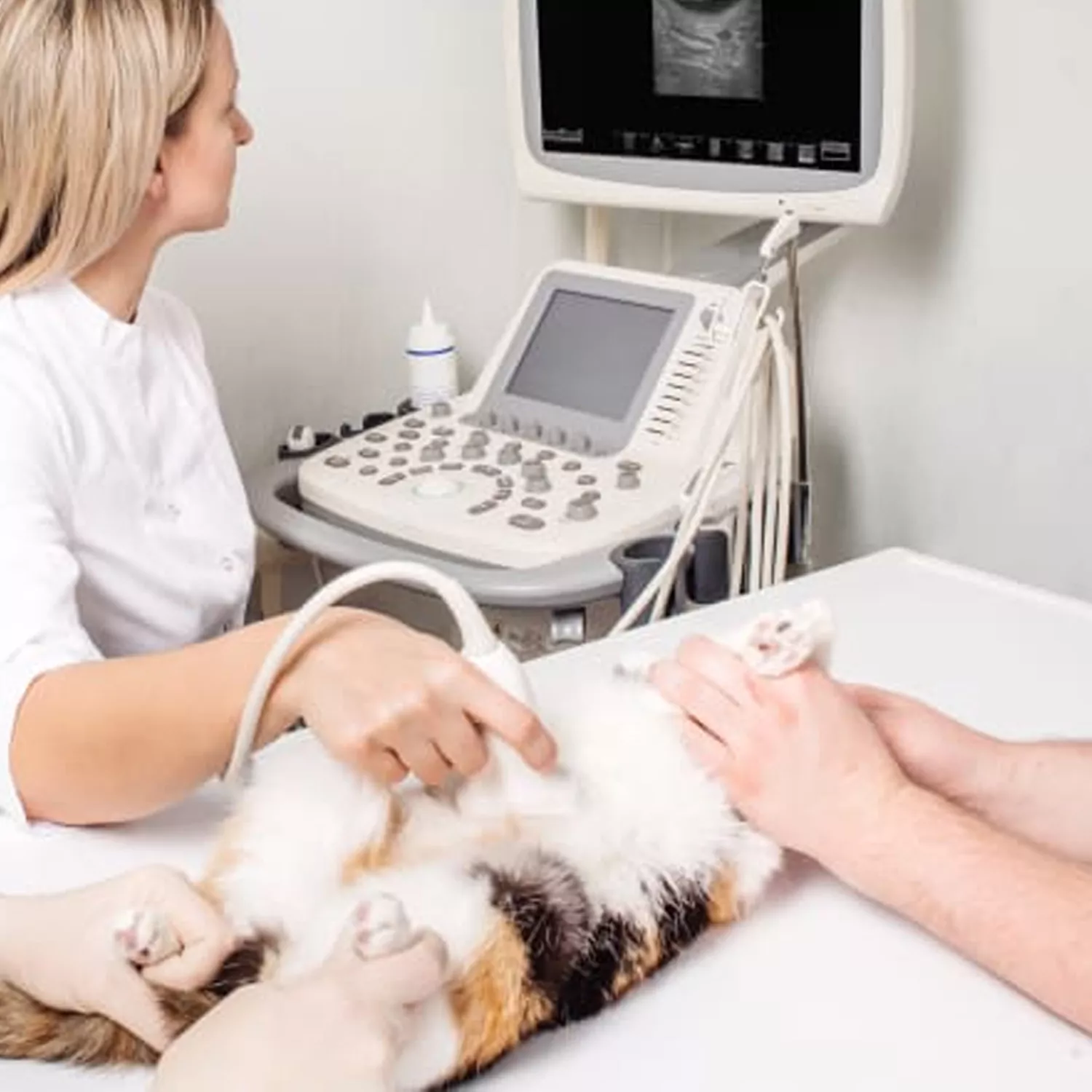 Göğüs, Kalp ve Damar Hastalıkları