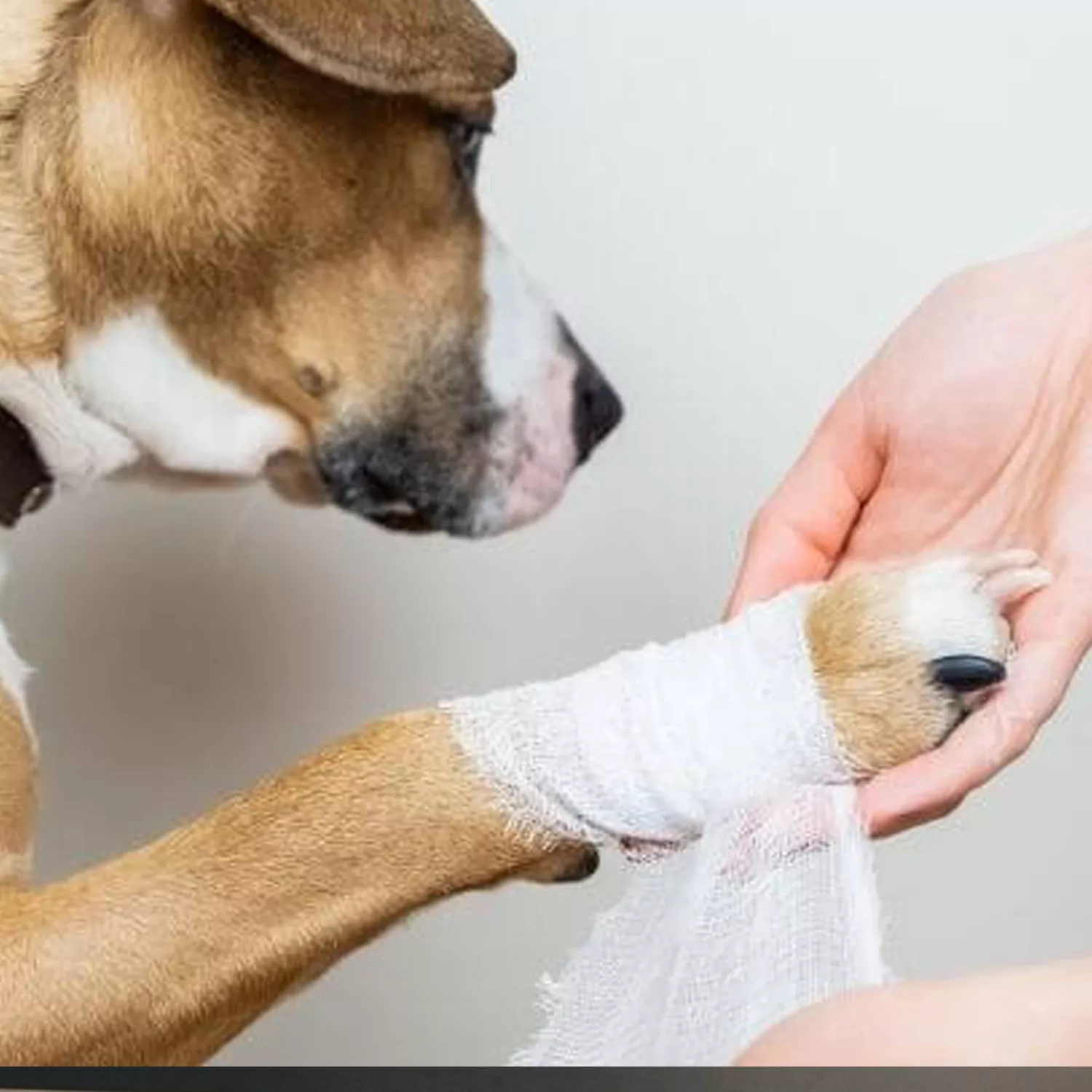 Ortopedi ve Travmatoloji